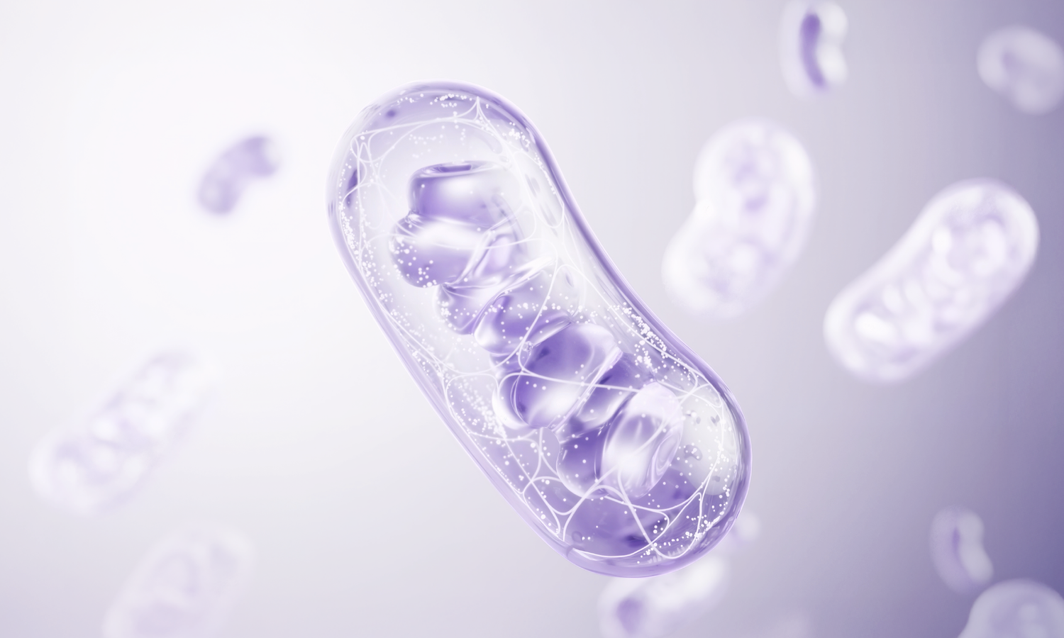 Mitochondria and Skin Ageing: Why Cellular Energy Matters for Skin Longevity